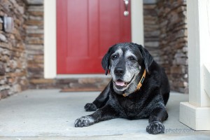 Senior Dog Photography03