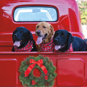 Labs in truck with holiday wreath