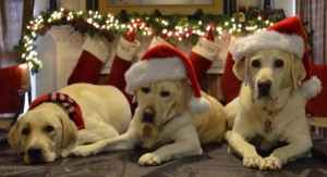 christmas labs