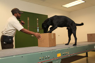 Atlanta Lab Rescue Detection Dogs : Dozer and Viper : A Success Story