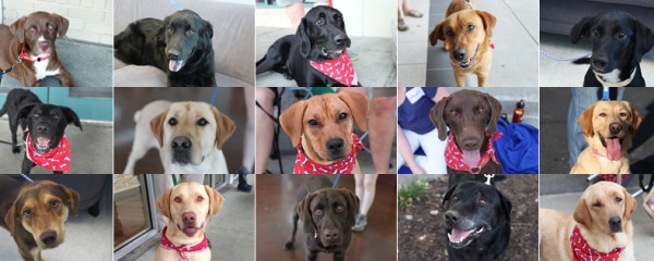 THANK YOU from Atlanta Lab Rescue!