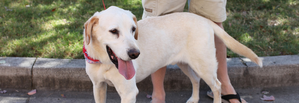 white lab banner