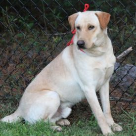 yellow lab rescue