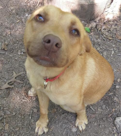 Bunny | Atlanta Lab Rescue